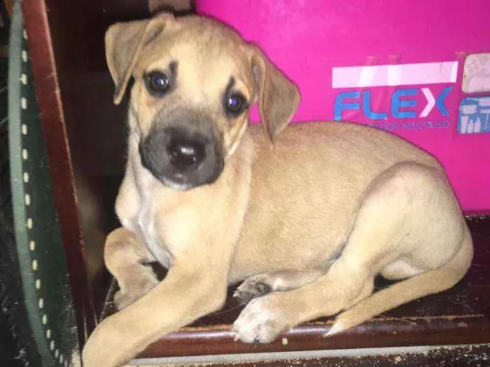 Cachorro ra a SRD idade Abaixo de 2 meses nome FILHOTES 