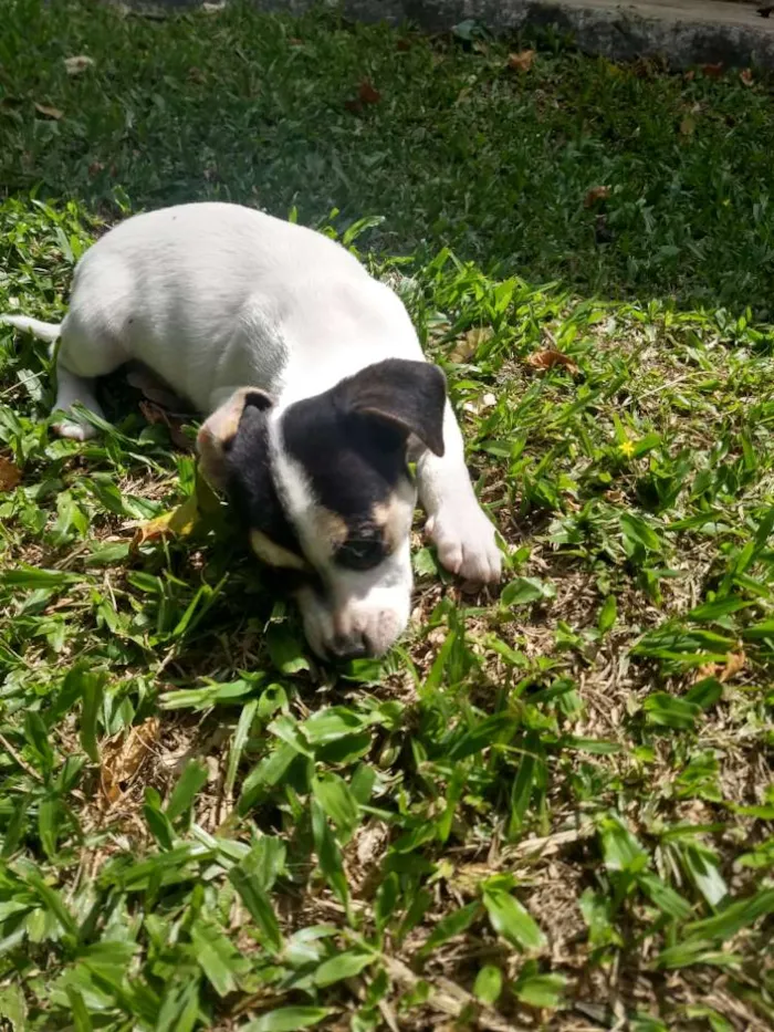 Cachorro ra a Sem raça definida idade 2 a 6 meses nome Sem nome