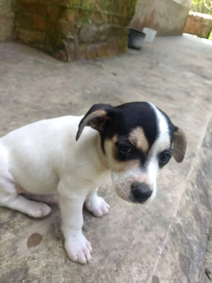 Cachorro ra a Sem raça definida idade 2 a 6 meses nome Sem nome