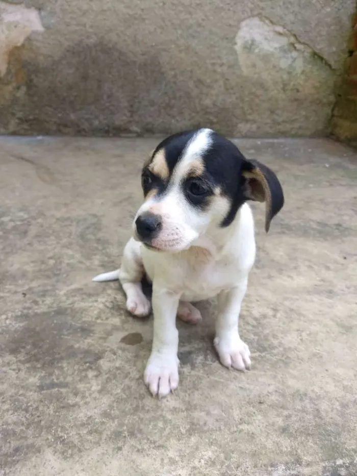 Cachorro ra a Sem raça definida idade 2 a 6 meses nome Sem nome