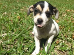 Cachorro raça Sem raça definida idade 2 a 6 meses nome Sem nome