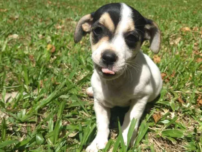 Cachorro ra a Sem raça definida idade 2 a 6 meses nome Sem nome