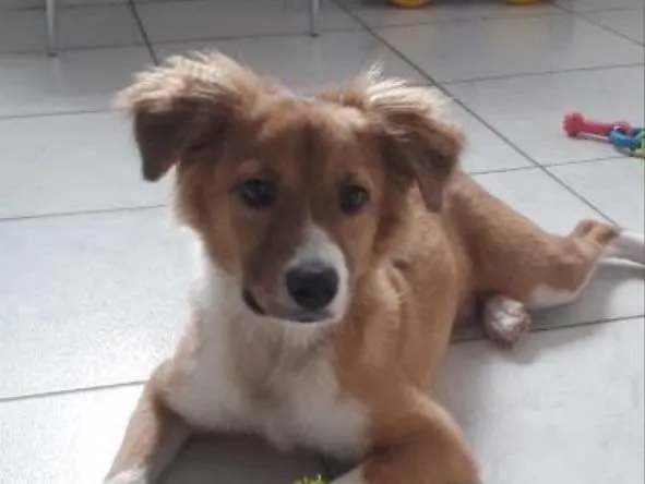 Cachorro ra a SRD idade 7 a 11 meses nome Snow