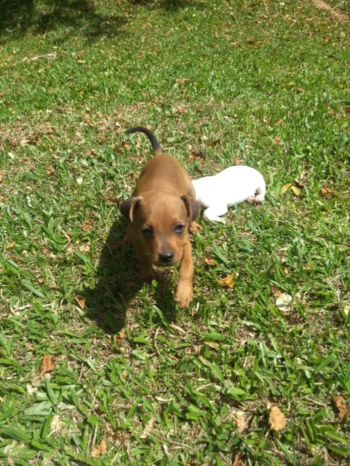 Cachorro ra a Sem raça definida idade 2 a 6 meses nome Sem nome