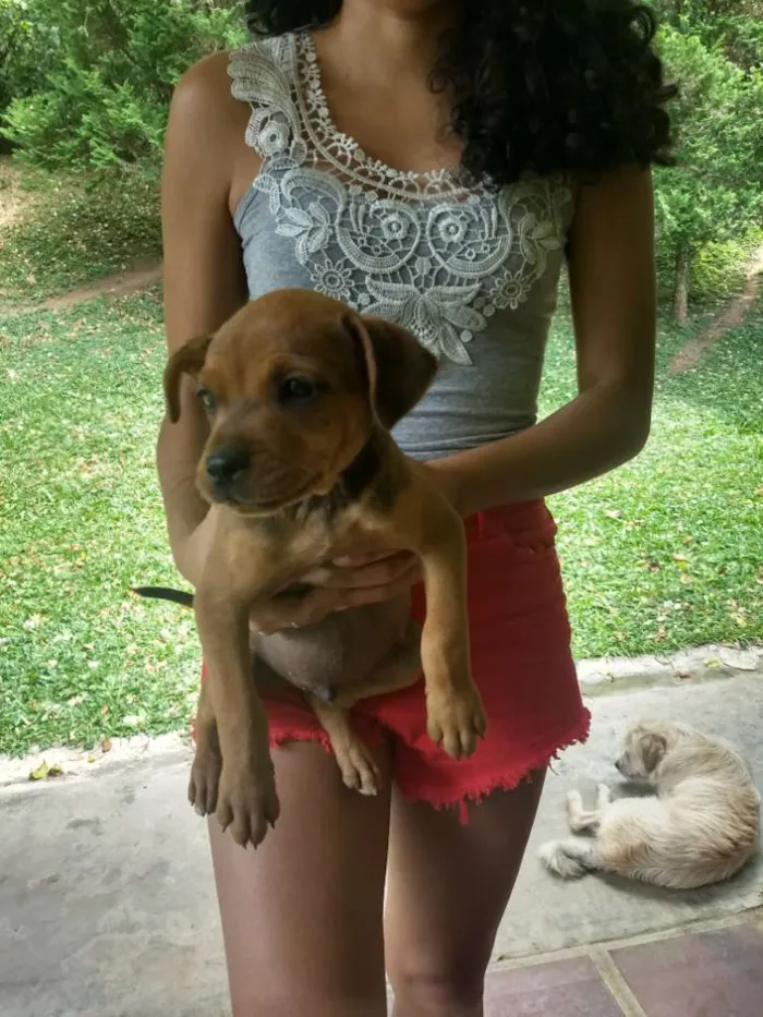 Cachorro ra a Sem raça definida idade 2 a 6 meses nome Sem nome