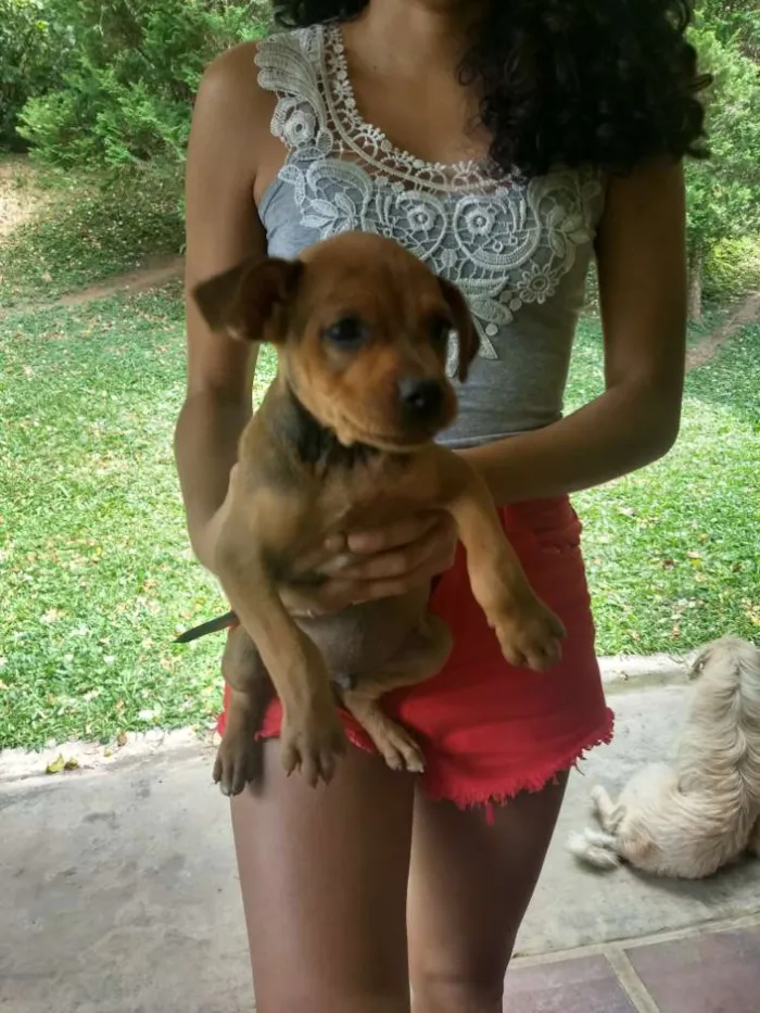 Cachorro ra a Sem raça definida idade 2 a 6 meses nome Sem nome