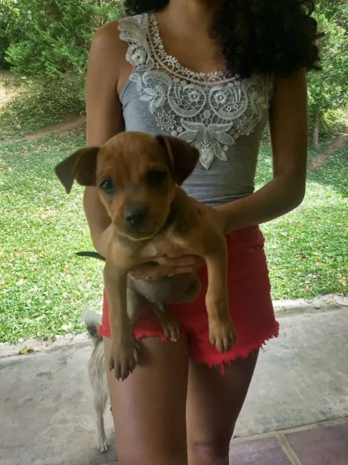 Cachorro ra a Sem raça definida idade 2 a 6 meses nome Sem nome