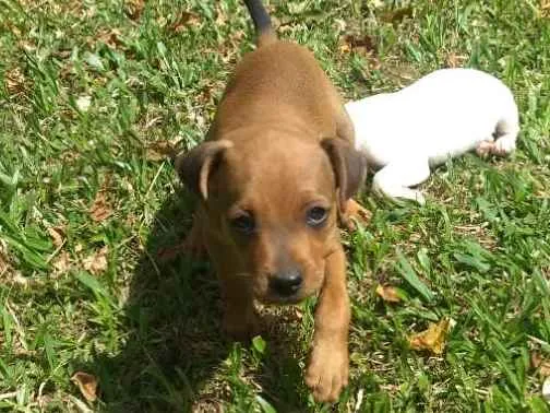 Cachorro ra a Sem raça definida idade 2 a 6 meses nome Sem nome