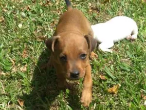 Cachorro raça Sem raça definida idade 2 a 6 meses nome Sem nome