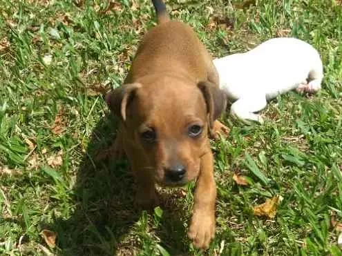 Cachorro ra a Sem raça definida idade 2 a 6 meses nome Sem nome