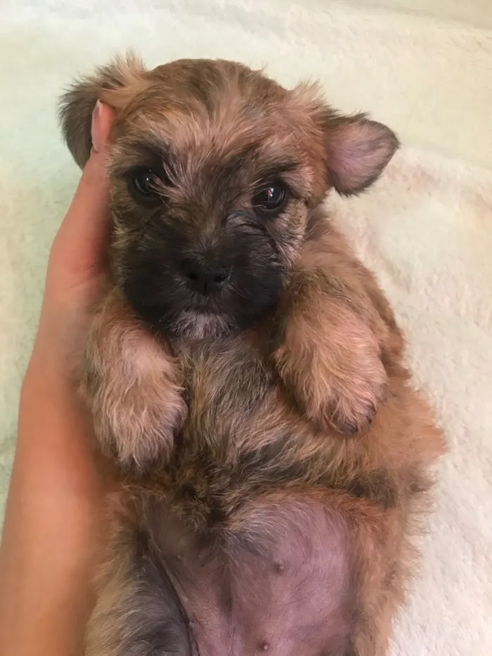 Cachorro ra a Sem raça definida  idade Abaixo de 2 meses nome Não têm nome