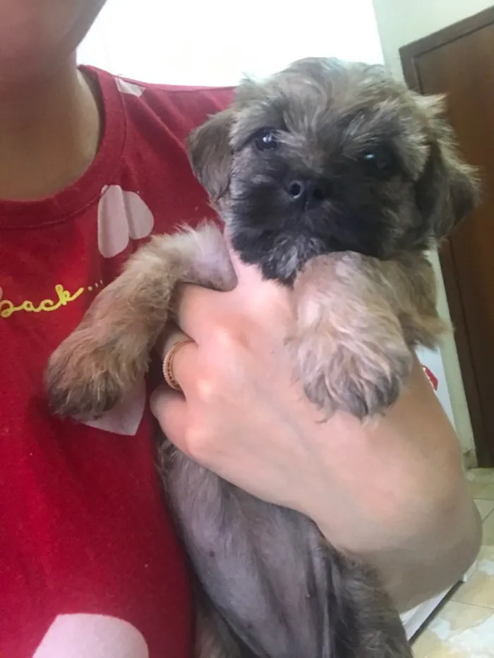 Cachorro ra a Sem raça definida  idade Abaixo de 2 meses nome Não têm nome
