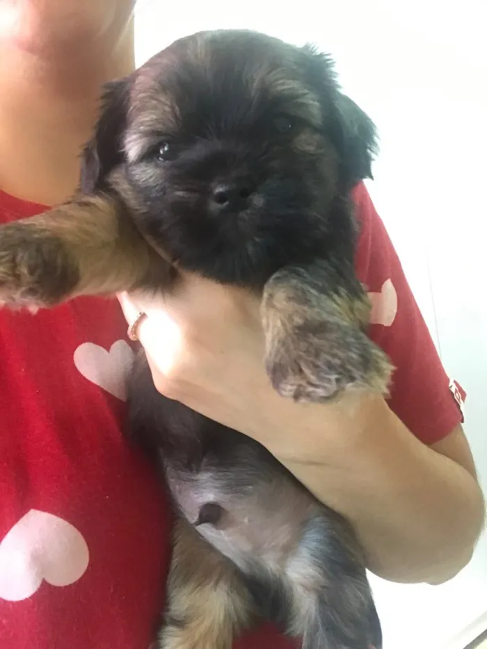 Cachorro ra a Sem raça definida  idade Abaixo de 2 meses nome Não têm nome