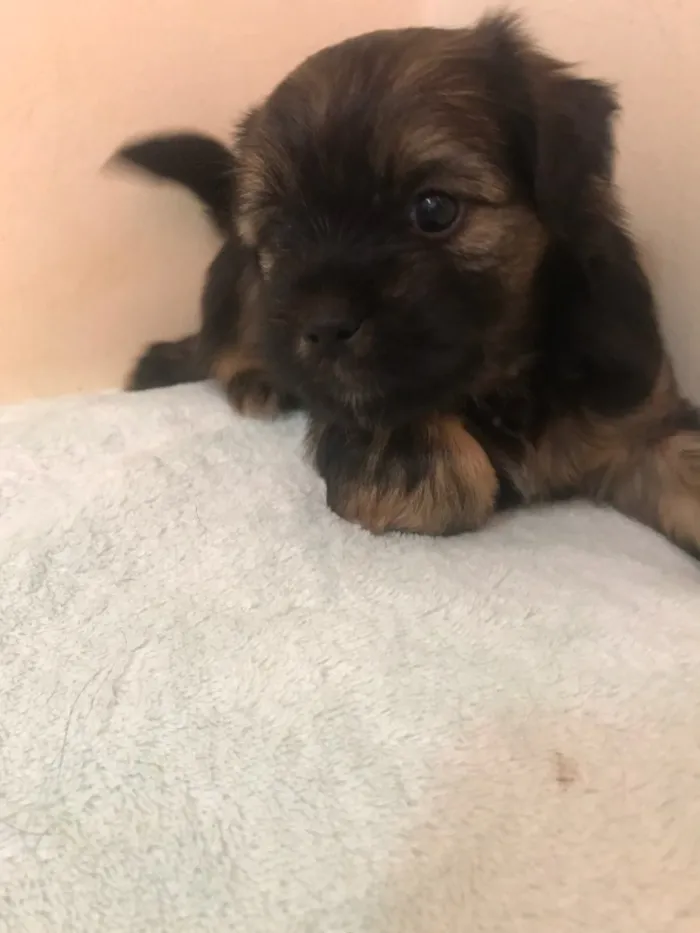 Cachorro ra a Sem raça definida  idade Abaixo de 2 meses nome Não têm nome