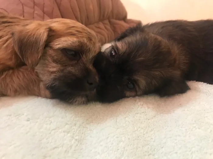 Cachorro ra a Sem raça definida  idade Abaixo de 2 meses nome Não têm nome