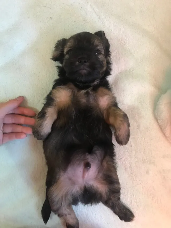 Cachorro ra a Sem raça definida  idade Abaixo de 2 meses nome Não têm nome