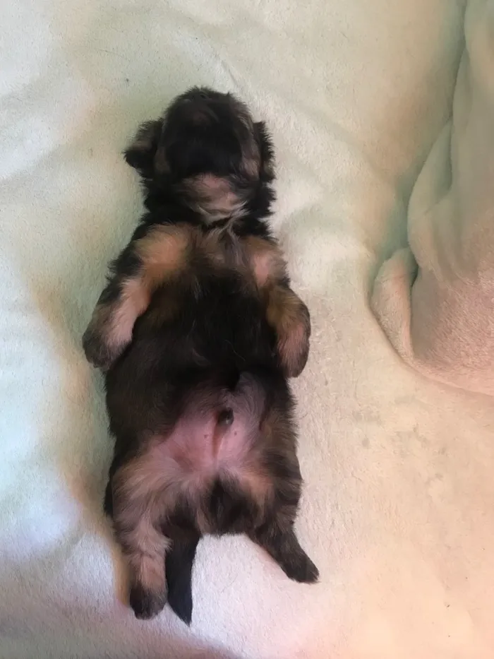 Cachorro ra a Sem raça definida  idade Abaixo de 2 meses nome Não têm nome
