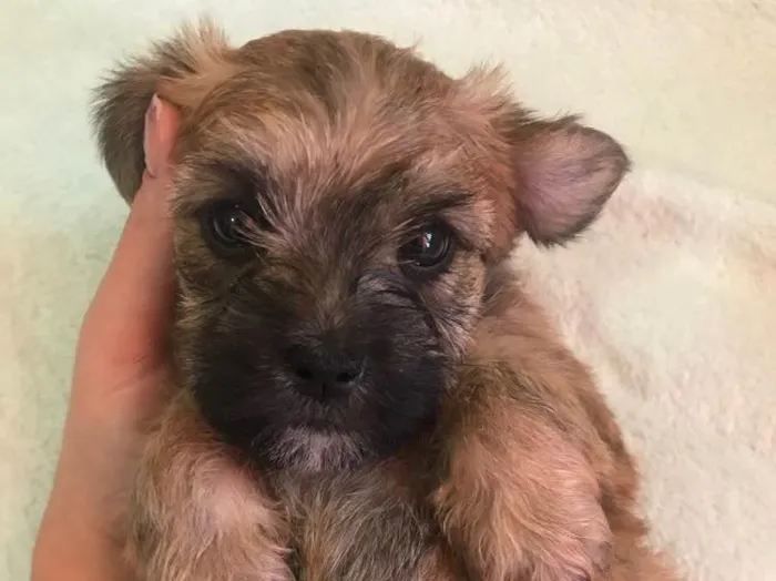Cachorro ra a Sem raça definida  idade Abaixo de 2 meses nome Não têm nome
