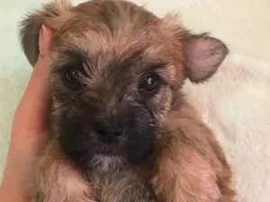 Cachorro raça Sem raça definida  idade Abaixo de 2 meses nome Não têm nome