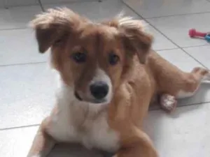 Cachorro raça SRD idade 7 a 11 meses nome Snow