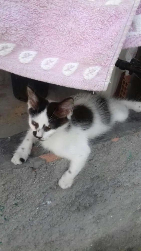 Gato ra a Mista idade Abaixo de 2 meses nome Miau