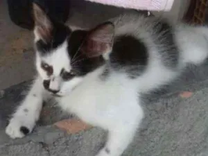 Gato raça Mista idade Abaixo de 2 meses nome Miau