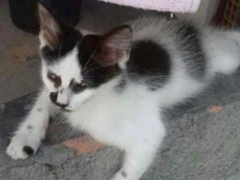 Gato ra a Mista idade Abaixo de 2 meses nome Miau