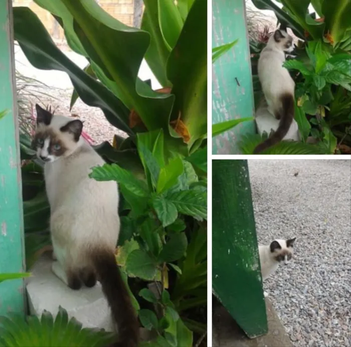 Gato ra a Siamês  idade 2 a 6 meses nome Não sei 