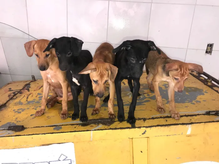 Cachorro ra a Vira lata  idade 2 a 6 meses nome Sem nomes 