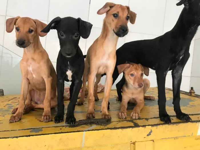 Cachorro ra a Vira lata  idade 2 a 6 meses nome Sem nomes 