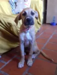 Garrucha