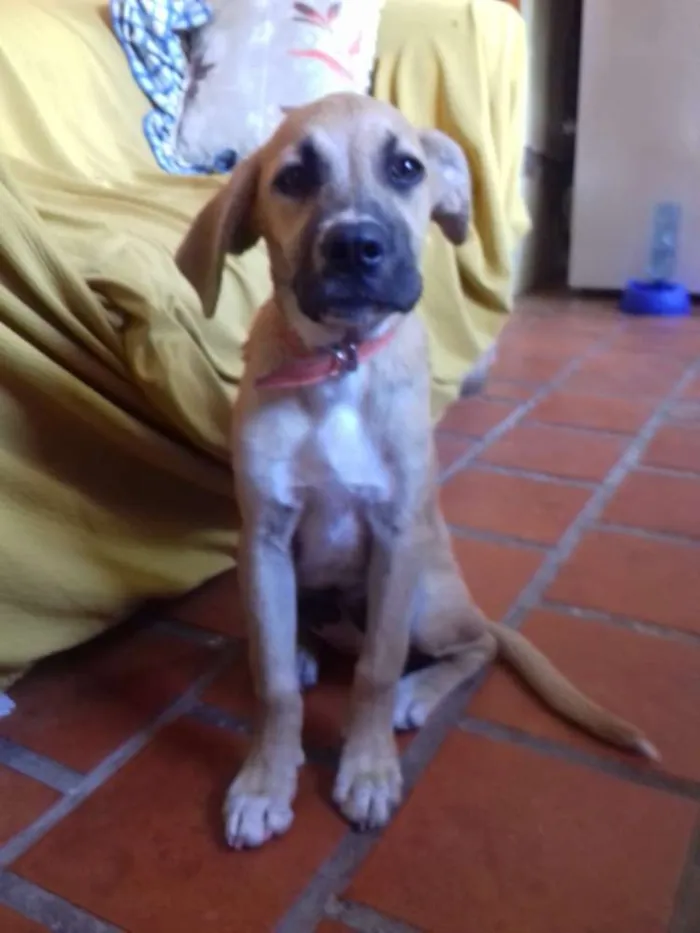 Cachorro ra a Indefinida idade 2 a 6 meses nome Garrucha