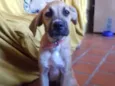 Garrucha