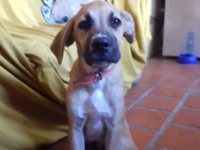 Cachorro ra a Indefinida idade 2 a 6 meses nome Garrucha