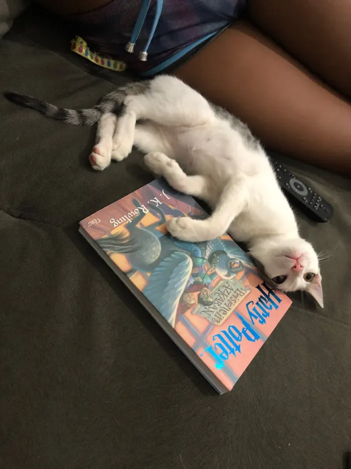 Gato ra a SRD idade 2 a 6 meses nome Romeu 