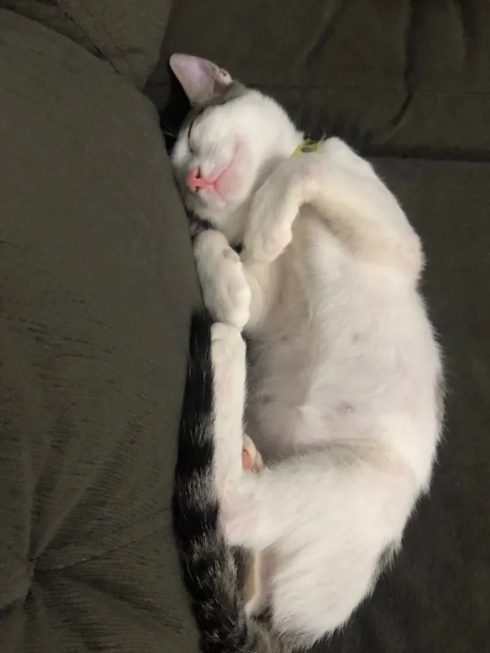 Gato ra a SRD idade 2 a 6 meses nome Romeu 