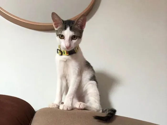 Gato ra a SRD idade 2 a 6 meses nome Romeu 