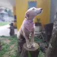 Fafy