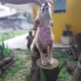 Fafy