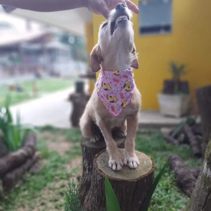 Cachorro ra a Srd idade 4 anos nome Fafy