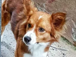 Cachorro raça Border collie idade 1 ano nome Spike 