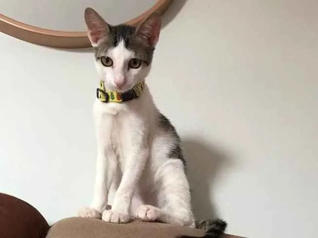 Gato ra a SRD idade 2 a 6 meses nome Romeu 