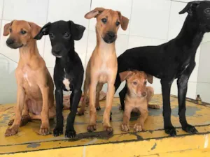 Cachorro raça Vira lata  idade 2 a 6 meses nome Sem nomes 