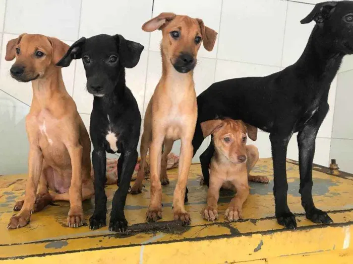 Cachorro ra a Vira lata  idade 2 a 6 meses nome Sem nomes 