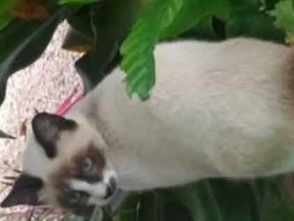 Gato ra a Siamês  idade 2 a 6 meses nome Não sei 