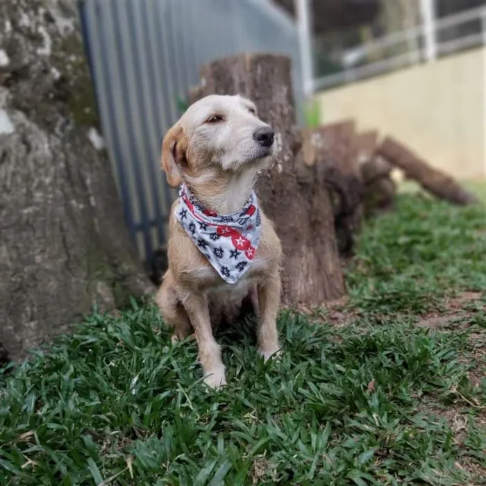 Cachorro ra a Srd idade 4 anos nome Fafy