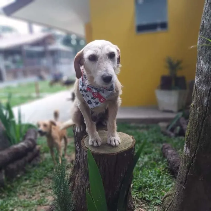 Cachorro ra a Srd idade 4 anos nome Fafy