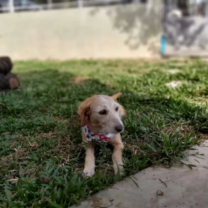 Cachorro ra a Srd idade 4 anos nome Fafy
