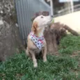 Fafy