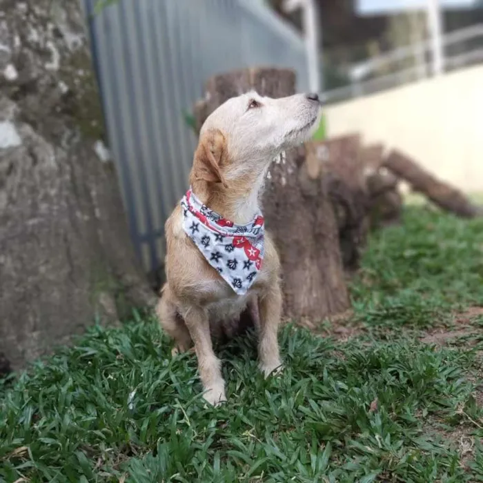 Cachorro ra a Srd idade 4 anos nome Fafy